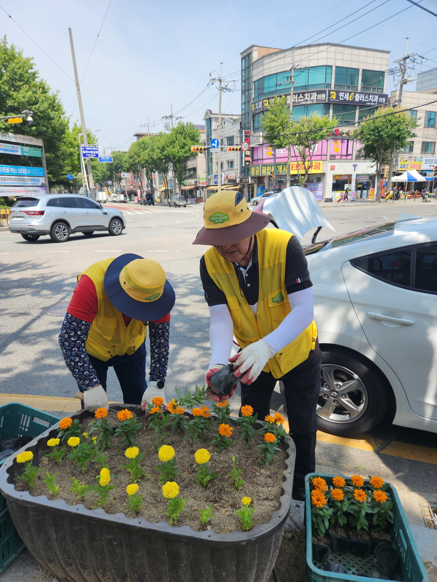 안산시 와동, 싱그러운 여름꽃 식재