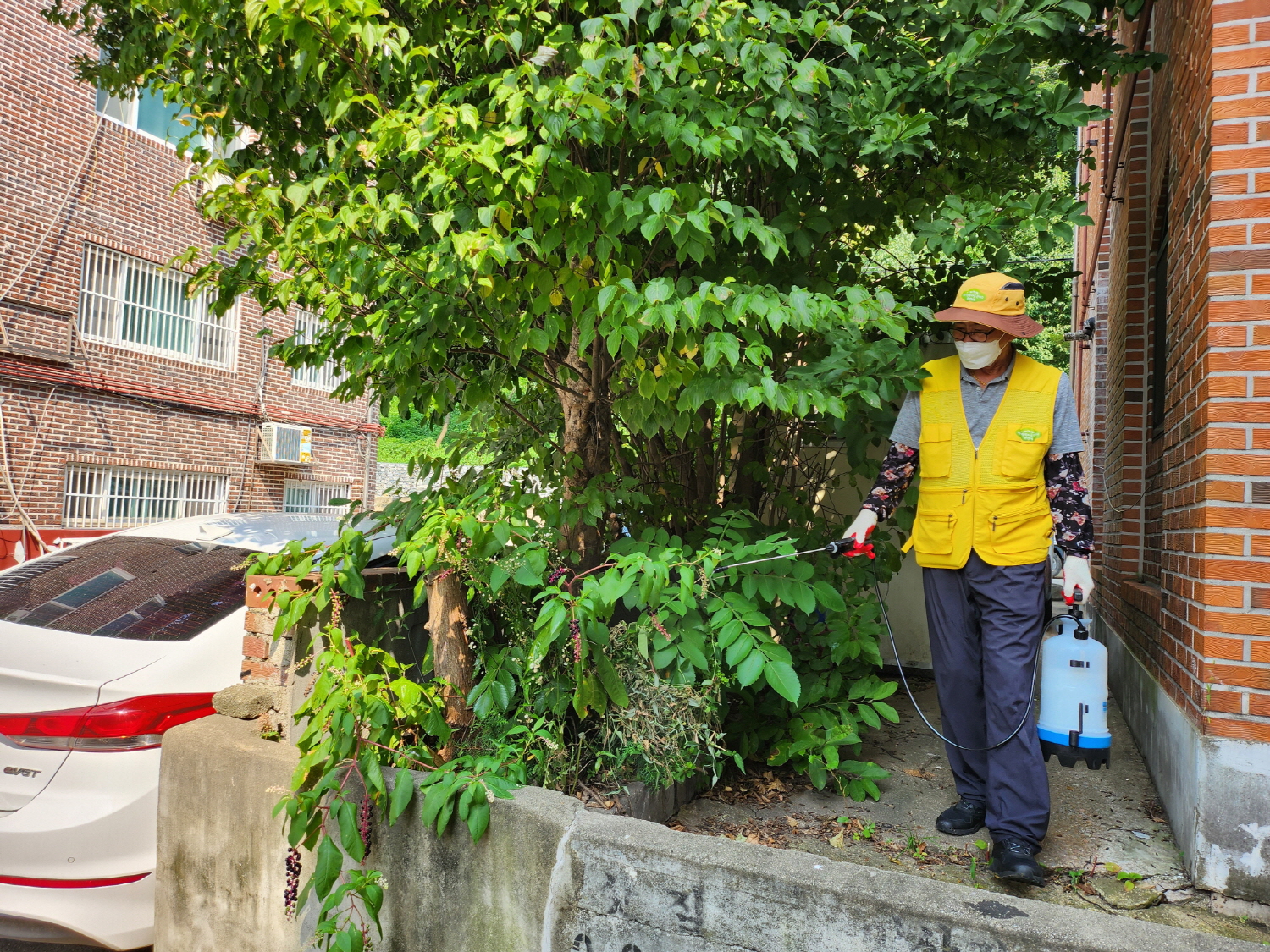 안산시 일동 행복마을관리소,‘일동 맞춤’해충 방제활동 진행