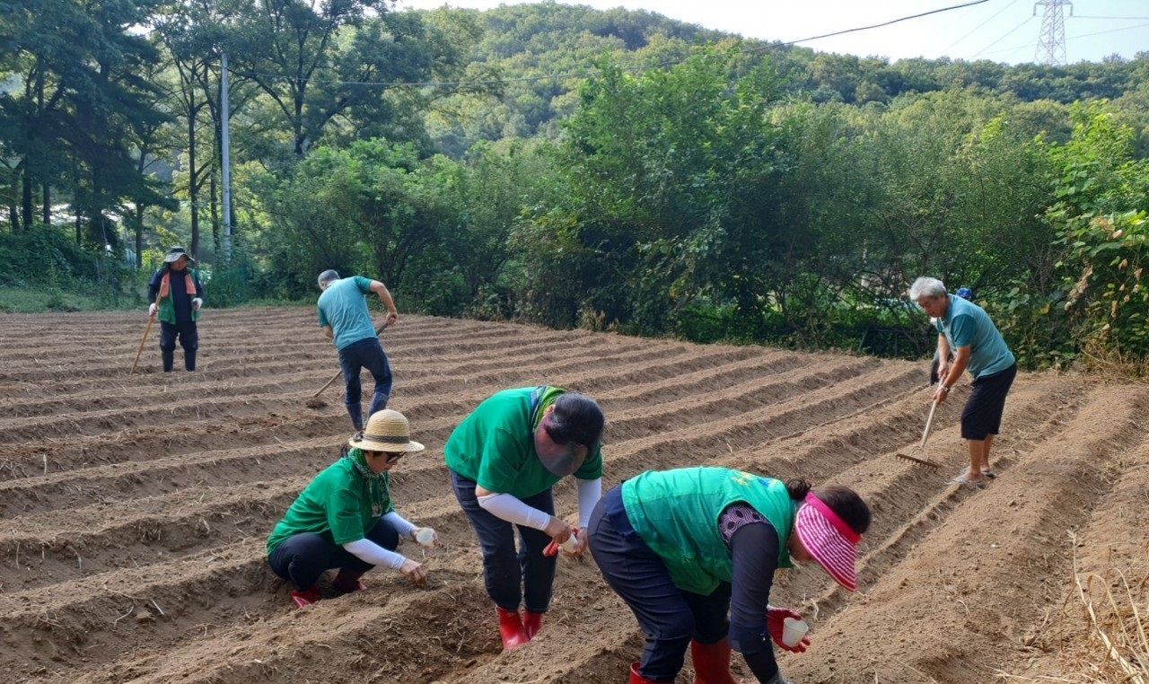 안산시 부곡동 새마을지도자협의회, 사랑의 무 심기 행사 개최