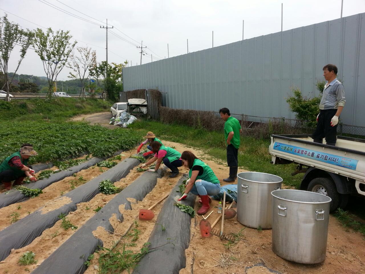 안산동 새마을남녀협의회 이웃사랑 고구마 식재