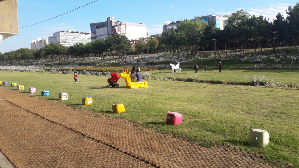 구절초 꽃밭으로 변신한 수인선 협궤 철로변