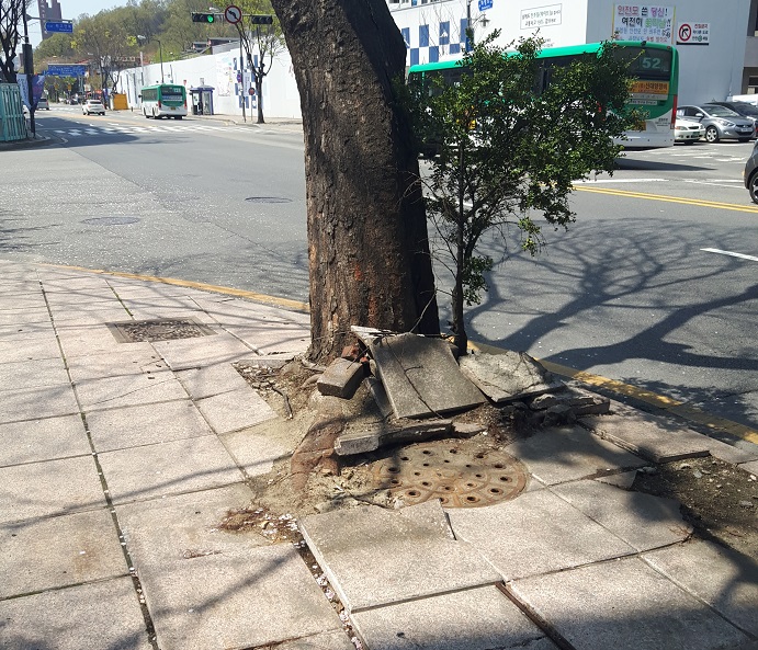 단원구, 봄맞이 가로수 뿌리 정비 사업 시행