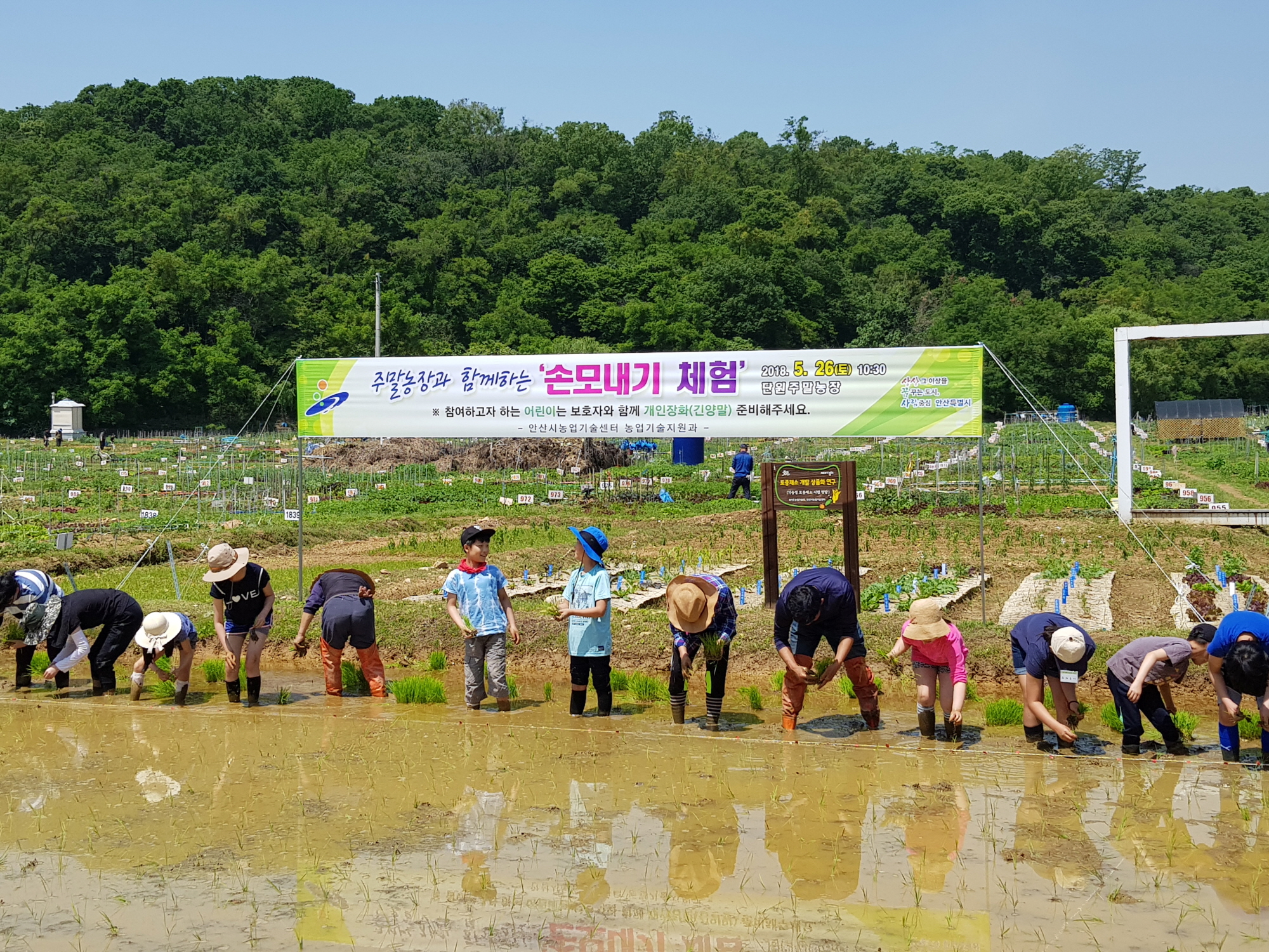 안산시 주말농장과 함께하는 ‘전통모내기 체험’