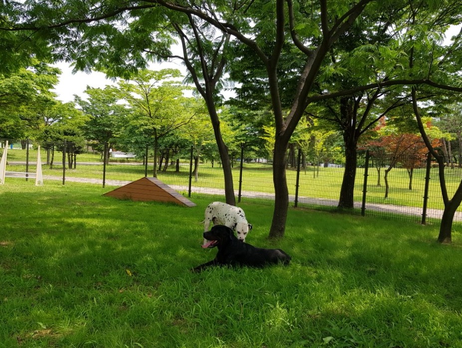 ‘성곡반려견 놀이터’ 7월 7일 정식 개장