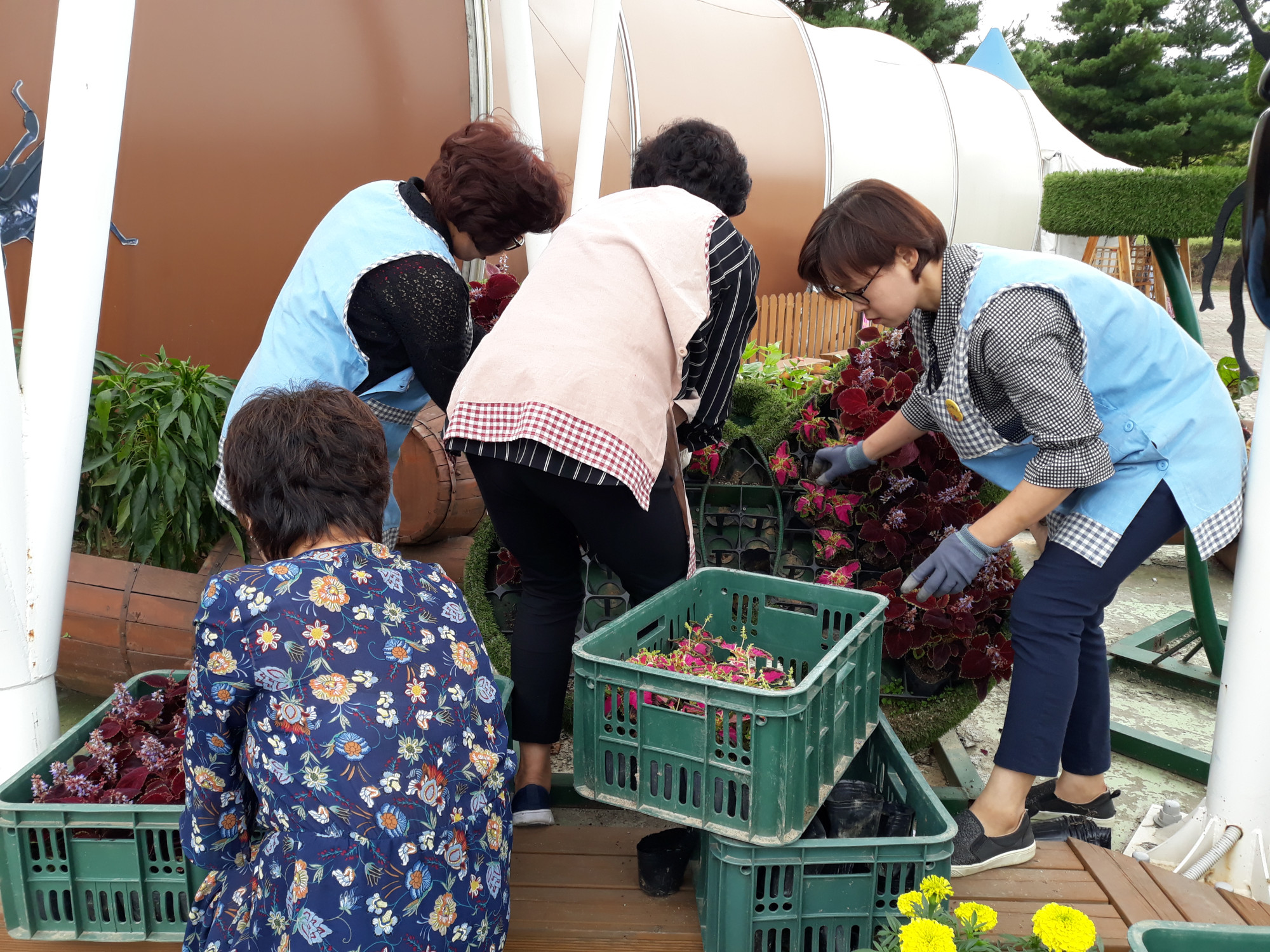 와동 희망마을협의회 곤충체험관 꽃 식재